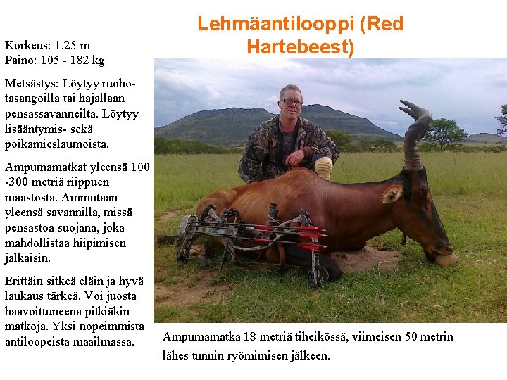 Korkeus: 1. 25 m Paino: 105 - 182 kg Lehmäantilooppi (Red Hartebeest) Metsästys: Löytyy