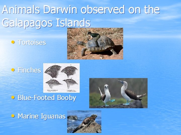 Animals Darwin observed on the Galapagos Islands • Tortoises • Finches • Blue-Footed Booby