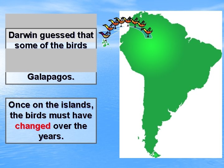 Darwin guessed that some of the birds from South America migrated to the Galapagos.