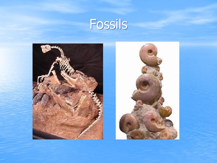 Fossils 