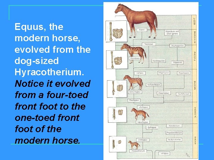 Equus, the modern horse, evolved from the dog-sized Hyracotherium. Notice it evolved from a