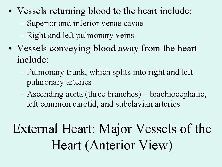 • Vessels returning blood to the heart include: – Superior and inferior venae • Vessels returning blood to the heart include: – Superior and inferior venae
