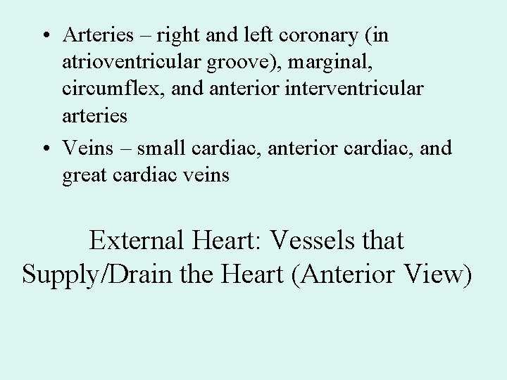 • Arteries – right and left coronary (in atrioventricular groove), marginal, circumflex, and • Arteries – right and left coronary (in atrioventricular groove), marginal, circumflex, and