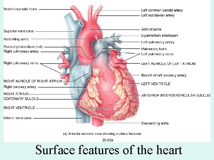 Surface features of the heart Surface features of the heart