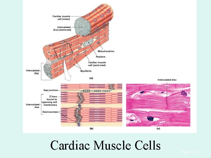 Cardiac Muscle Cells Figure 20– 5 Cardiac Muscle Cells Figure 20– 5
