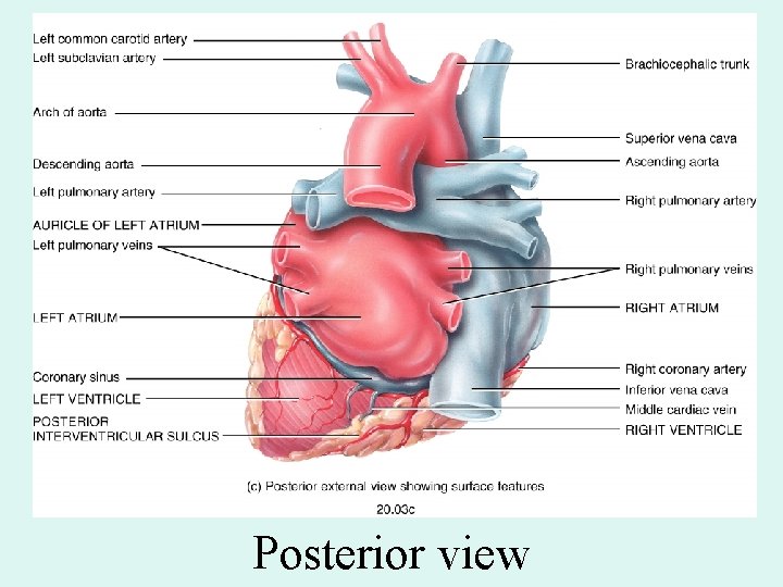 Posterior view Posterior view