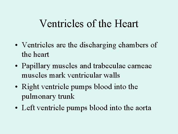 Ventricles of the Heart • Ventricles are the discharging chambers of the heart • Ventricles of the Heart • Ventricles are the discharging chambers of the heart •