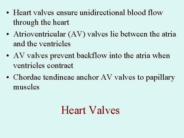 • Heart valves ensure unidirectional blood flow through the heart • Atrioventricular (AV) • Heart valves ensure unidirectional blood flow through the heart • Atrioventricular (AV)