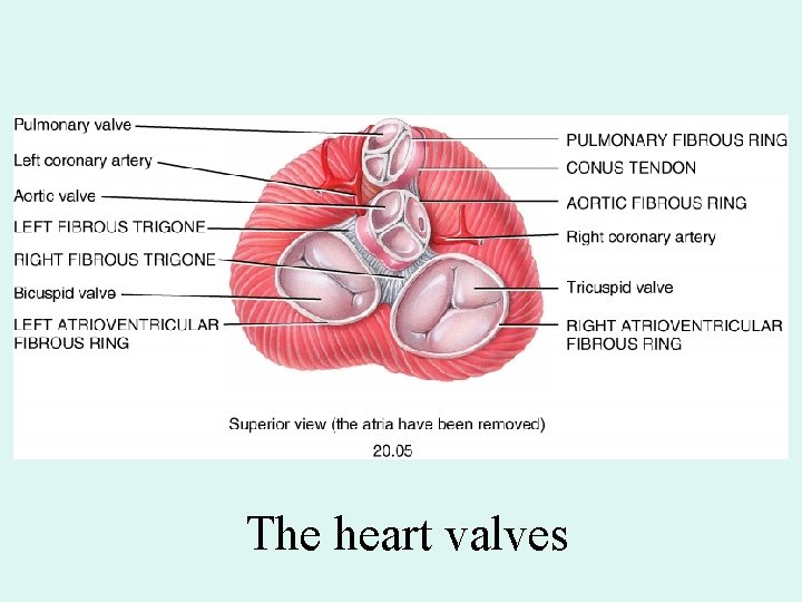 The heart valves The heart valves