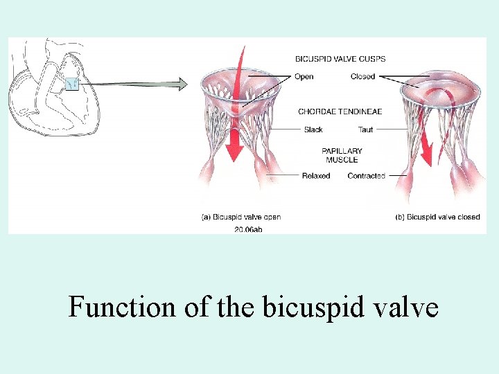 Function of the bicuspid valve Function of the bicuspid valve