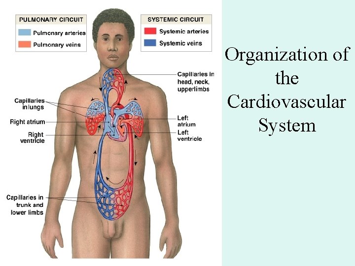 Organization of the Cardiovascular System Organization of the Cardiovascular System