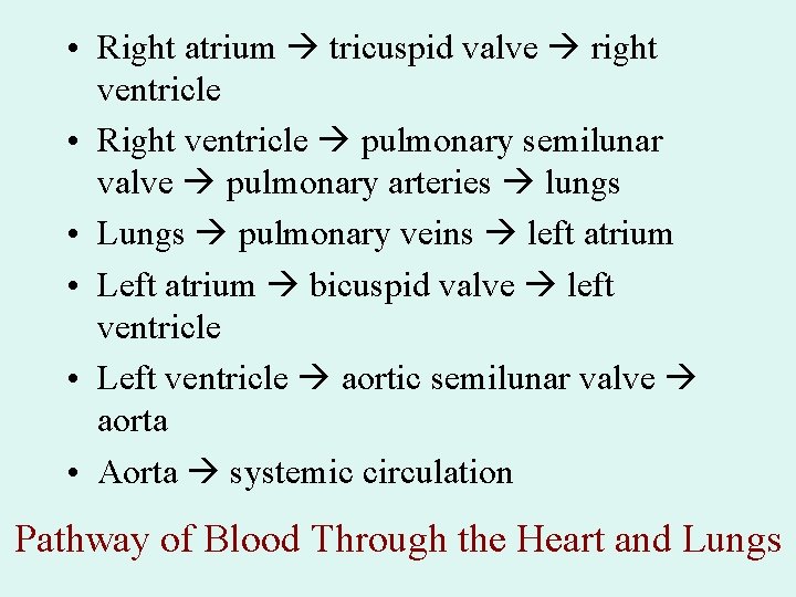 • Right atrium tricuspid valve right ventricle • Right ventricle pulmonary semilunar valve • Right atrium tricuspid valve right ventricle • Right ventricle pulmonary semilunar valve