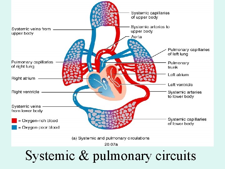 Systemic & pulmonary circuits Systemic & pulmonary circuits