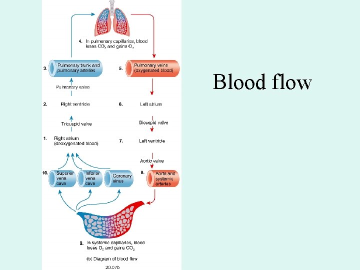 Blood flow Blood flow