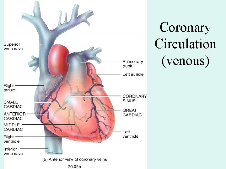 Coronary Circulation (venous) Coronary Circulation (venous)