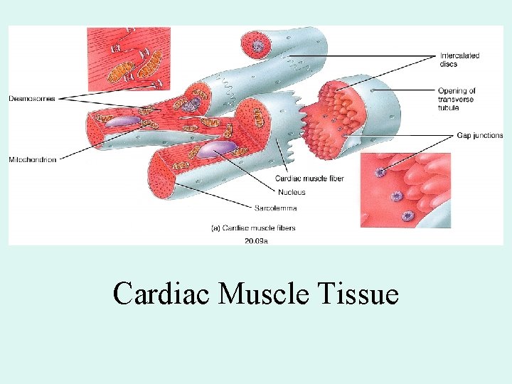 Cardiac Muscle Tissue Cardiac Muscle Tissue