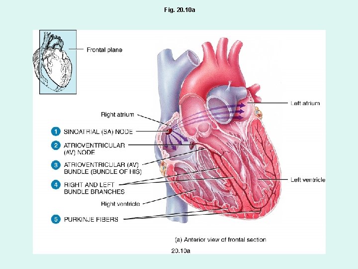Fig. 20. 10 a Fig. 20. 10 a