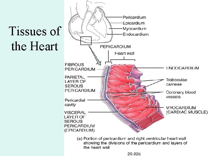 Tissues of the Heart Tissues of the Heart