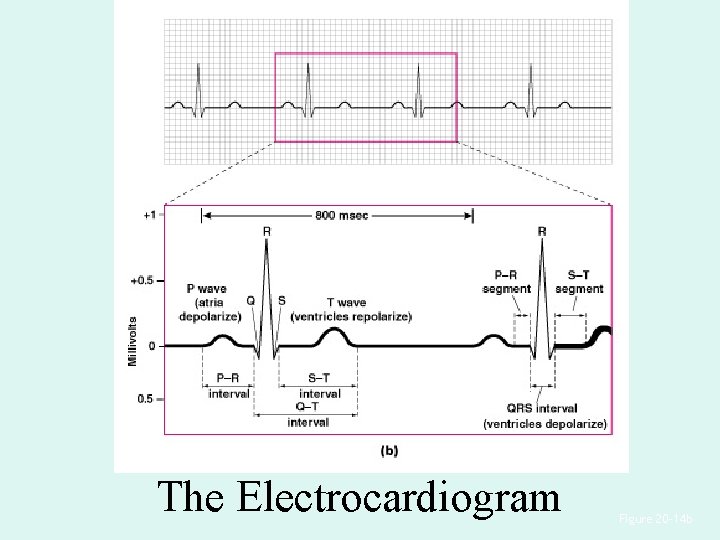 The Electrocardiogram Figure 20– 14 b The Electrocardiogram Figure 20– 14 b