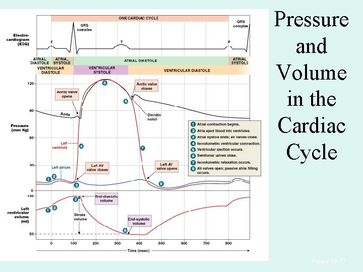 Pressure and Volume in the Cardiac Cycle Figure 20– 17 Pressure and Volume in the Cardiac Cycle Figure 20– 17