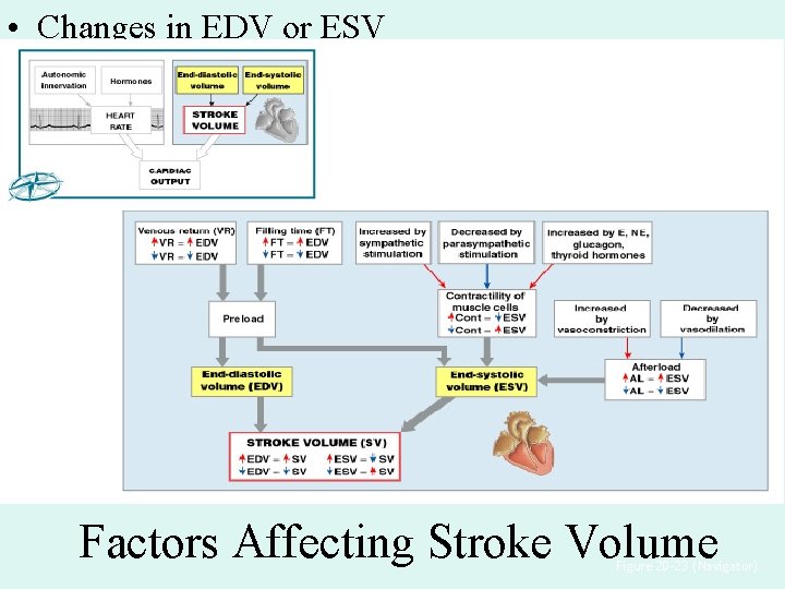 • Changes in EDV or ESV Factors Affecting Stroke Volume Figure 20– 23 • Changes in EDV or ESV Factors Affecting Stroke Volume Figure 20– 23