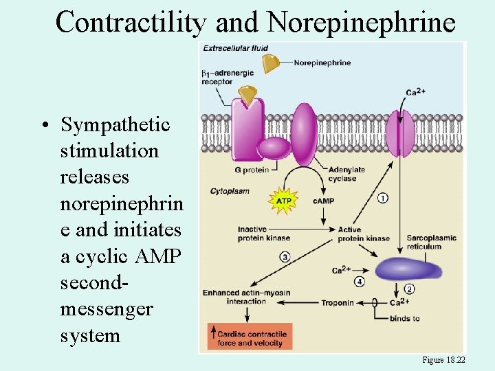 Contractility and Norepinephrine • Sympathetic stimulation releases norepinephrin e and initiates a cyclic AMP Contractility and Norepinephrine • Sympathetic stimulation releases norepinephrin e and initiates a cyclic AMP