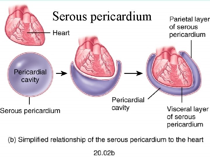 Serous pericardium Serous pericardium