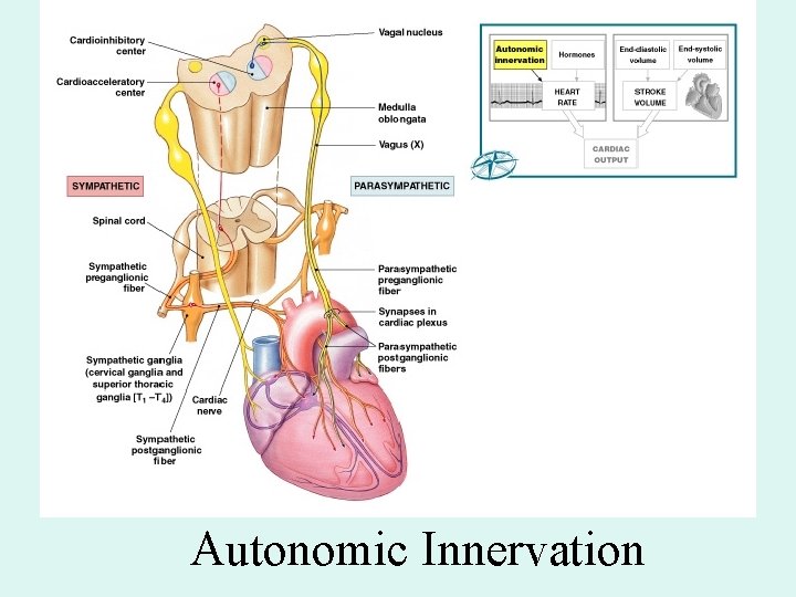 Autonomic Innervation Autonomic Innervation
