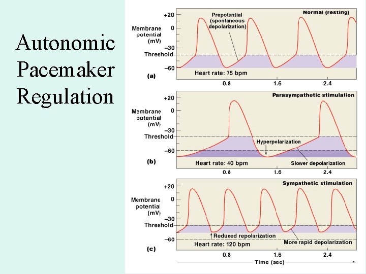 Autonomic Pacemaker Regulation Autonomic Pacemaker Regulation