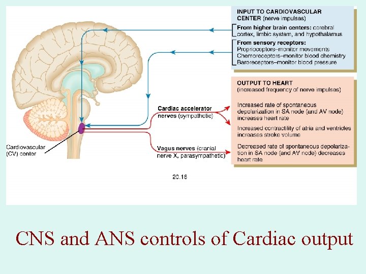 CNS and ANS controls of Cardiac output CNS and ANS controls of Cardiac output