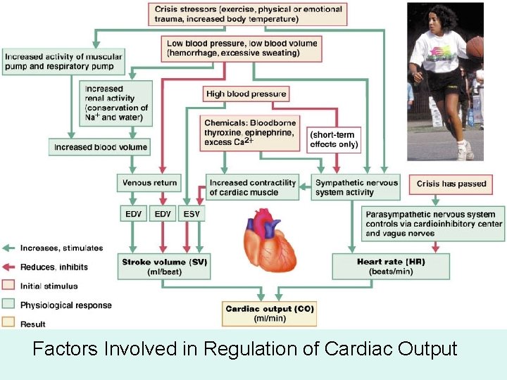 Factors Involved in Regulation of Cardiac Output Factors Involved in Regulation of Cardiac Output