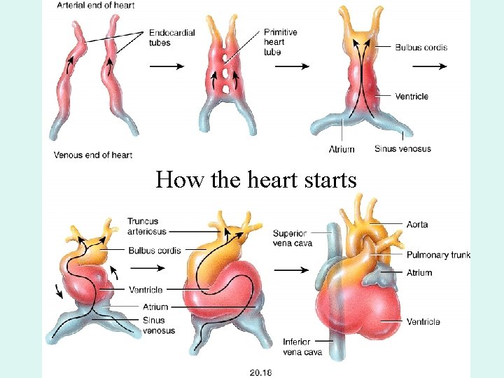 How the heart starts How the heart starts