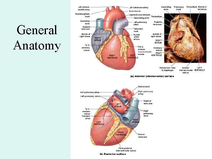 General Anatomy General Anatomy