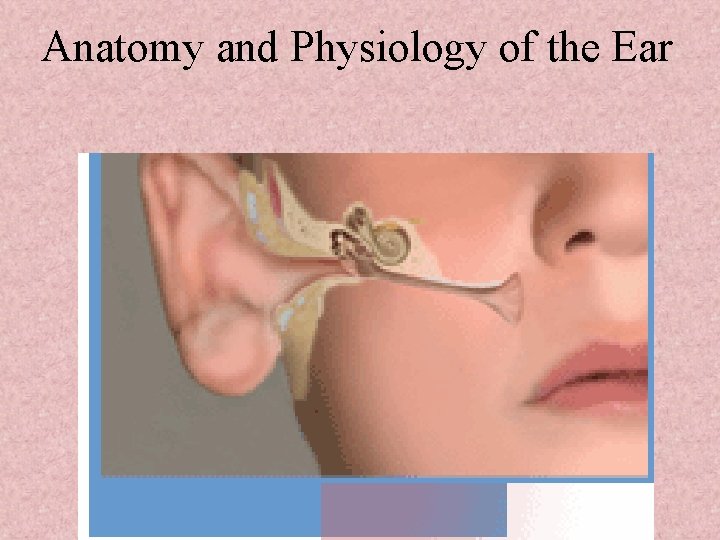 Anatomy and Physiology of the Ear 