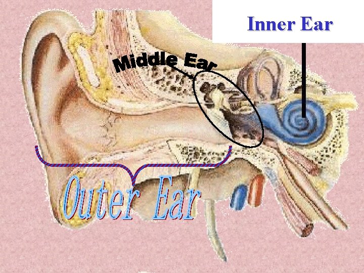 Inner Ear 