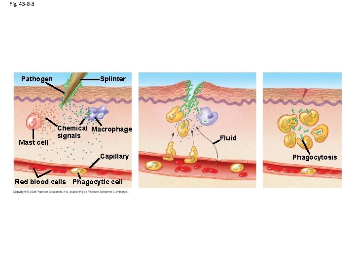 Fig. 43 -8 -3 Pathogen Mast cell Splinter Chemical Macrophage signals Capillary Red blood