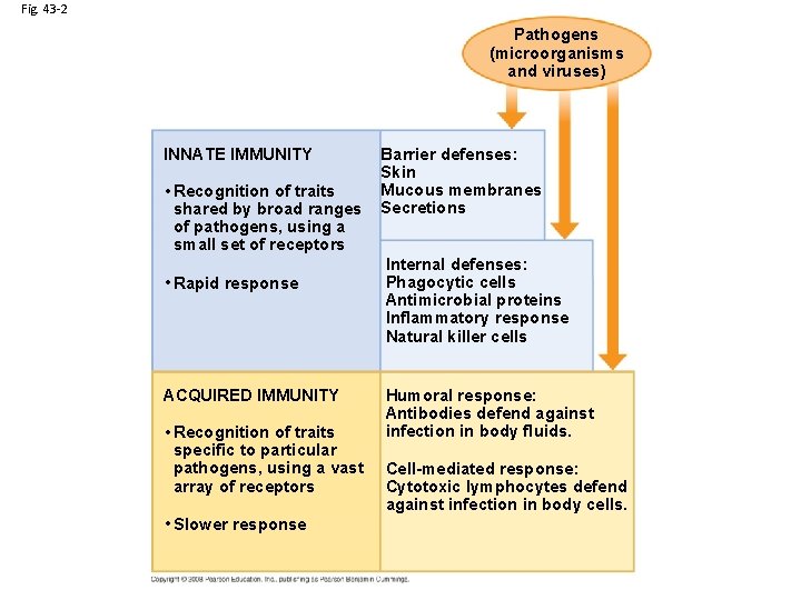 Fig. 43 -2 Pathogens (microorganisms and viruses) INNATE IMMUNITY • Recognition of traits shared