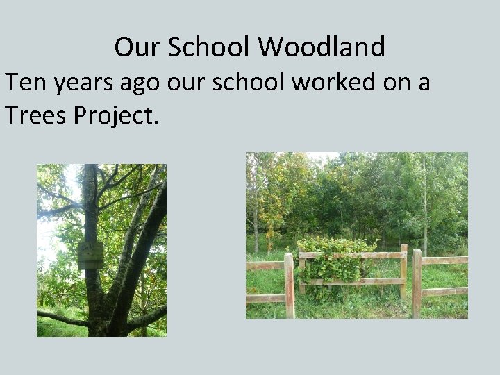 Our School Woodland Ten years ago our school worked on a Trees Project. 