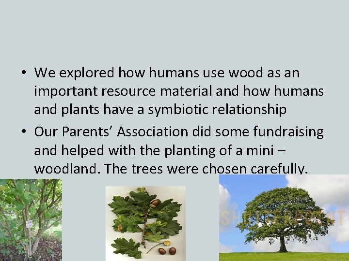  • We explored how humans use wood as an important resource material and