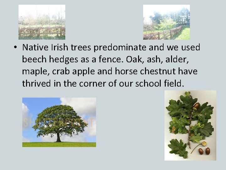  • Native Irish trees predominate and we used beech hedges as a fence.