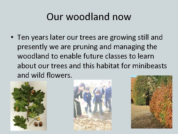 Our woodland now • Ten years later our trees are growing still and presently