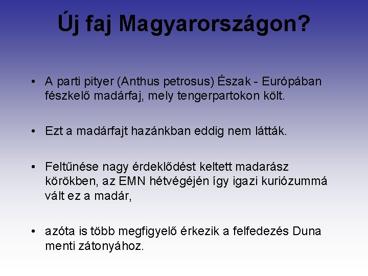 Új faj Magyarországon? • A parti pityer (Anthus petrosus) Észak - Európában fészkelő madárfaj,