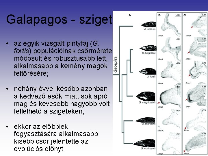 Galapagos - szigetek • az egyik vizsgált pintyfaj (G. fortis) populációinak csőrmérete módosult és