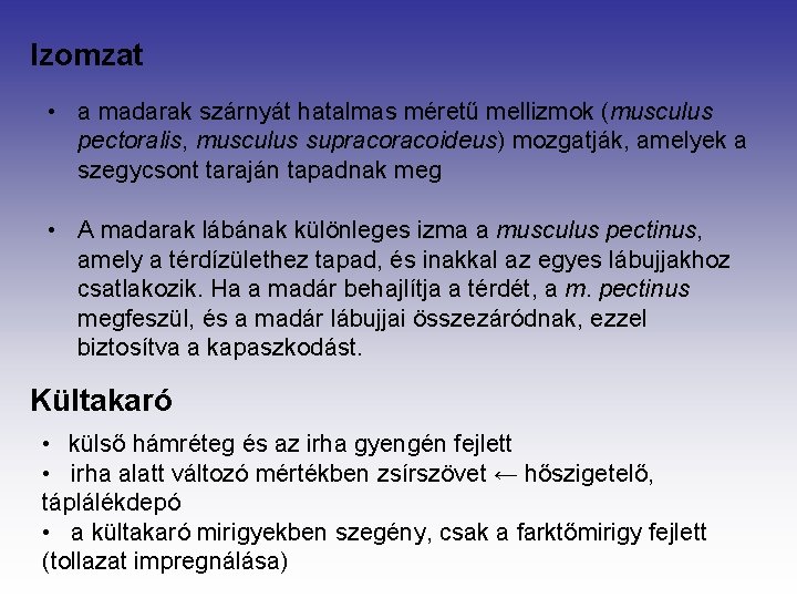 Izomzat • a madarak szárnyát hatalmas méretű mellizmok (musculus pectoralis, musculus supracoideus) mozgatják, amelyek