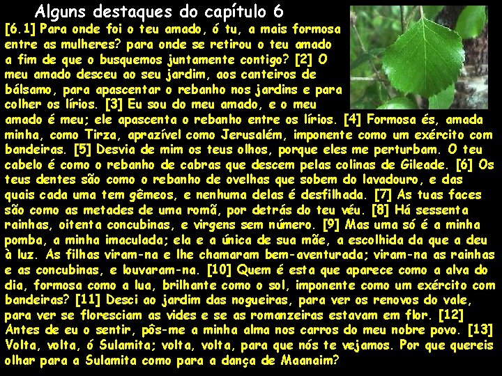 Alguns destaques do capítulo 6 [6. 1] Para onde foi o teu amado, ó