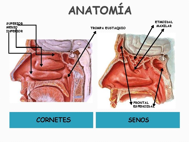ANATOMÍA SUPERIOR MEDIO INFERIOR ETMOIDAL MAXILAR TROMPA EUSTAQUIO FRONTAL ESFENOIDAL CORNETES SENOS 