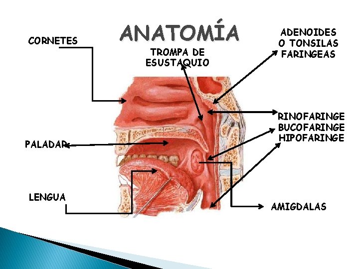 CORNETES PALADAR LENGUA ANATOMÍA TROMPA DE ESUSTAQUIO ADENOIDES O TONSILAS FARINGEAS RINOFARINGE BUCOFARINGE HIPOFARINGE