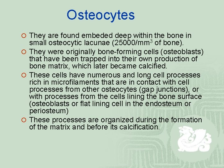 Osteocytes ¡ They are found embeded deep within the bone in small osteocytic lacunae