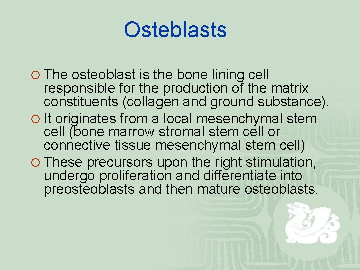 Osteblasts ¡ The osteoblast is the bone lining cell responsible for the production of