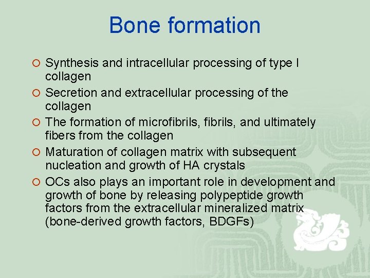 Bone formation ¡ Synthesis and intracellular processing of type I ¡ ¡ collagen Secretion